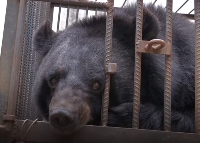 Chinese Family Has Been Taking Care Of A Bear For Two Years Thinking It Was A Dog, Certainly Could Not Keep It