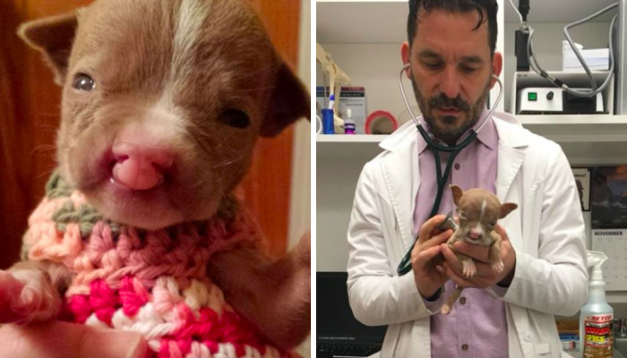 No One Wants This Dog With A Cleft Palette, Except…