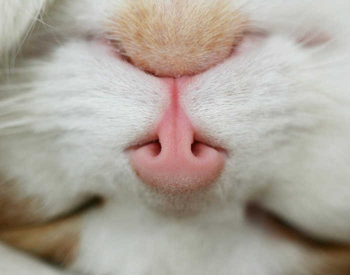 93 Close-Ups Of Cat Noses To Make Your Day