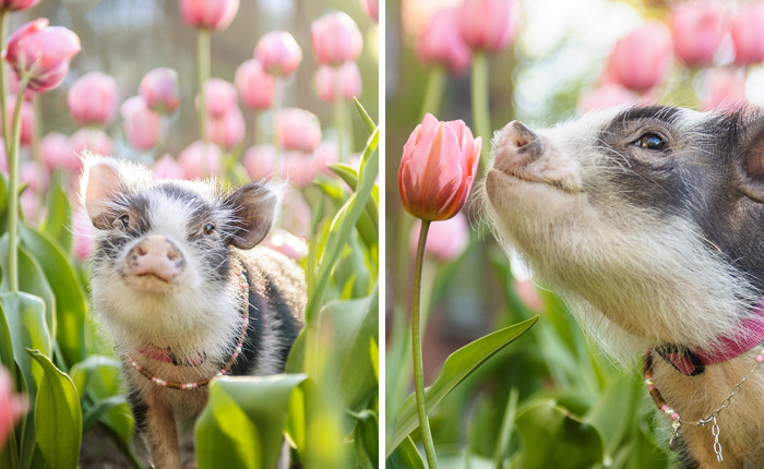 I Photographed A Pig In Pink Tulips