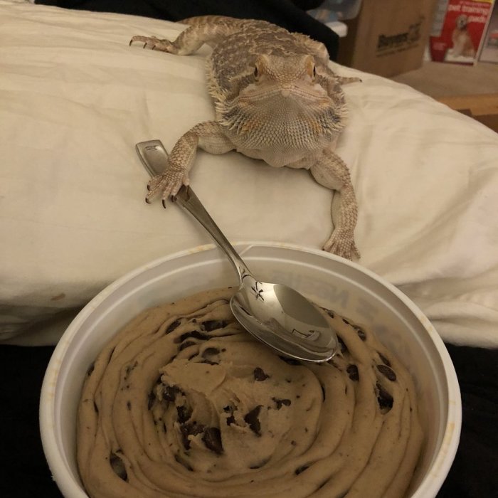 People Are Sharing Their Lizards Which Are Their Best Friends