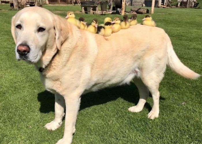Labrador Becomes Renowned After Fostering 9 Orphaned Ducklings