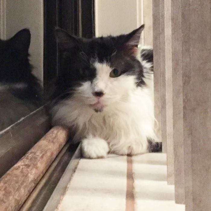 A Sick Cat Close To Death Was Given A Second Chance To Live