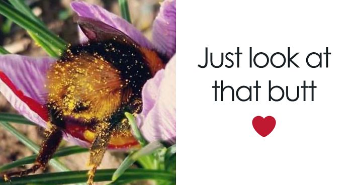 Someone Noticed How Cute Bumblebee Butts Are And Now We Can - 