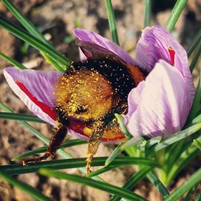 Bumble bee booty
