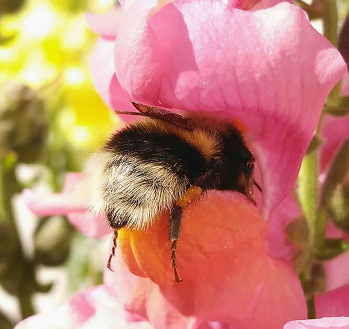 Someone Noticed How Cute Bumblebee Butts Are, And Now We Can't Get Enough