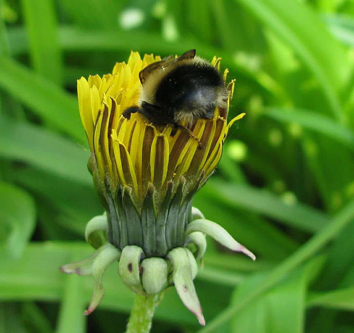 Someone Noticed How Cute Bumblebee Butts Are, And Now We Can't Get Enough
