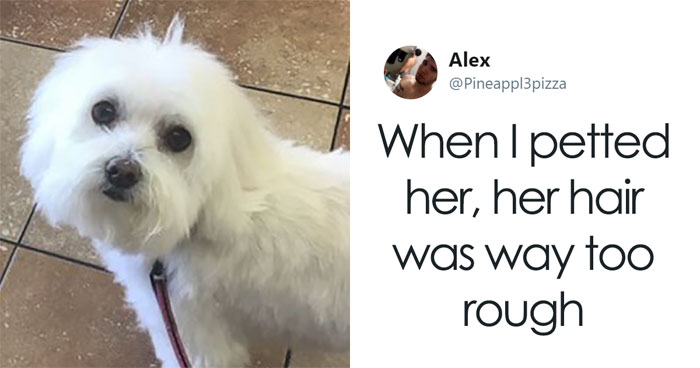 Son Notices Something Weird When His Dad Picks Dog Up From Groomer, And People Are Dying From Laughter