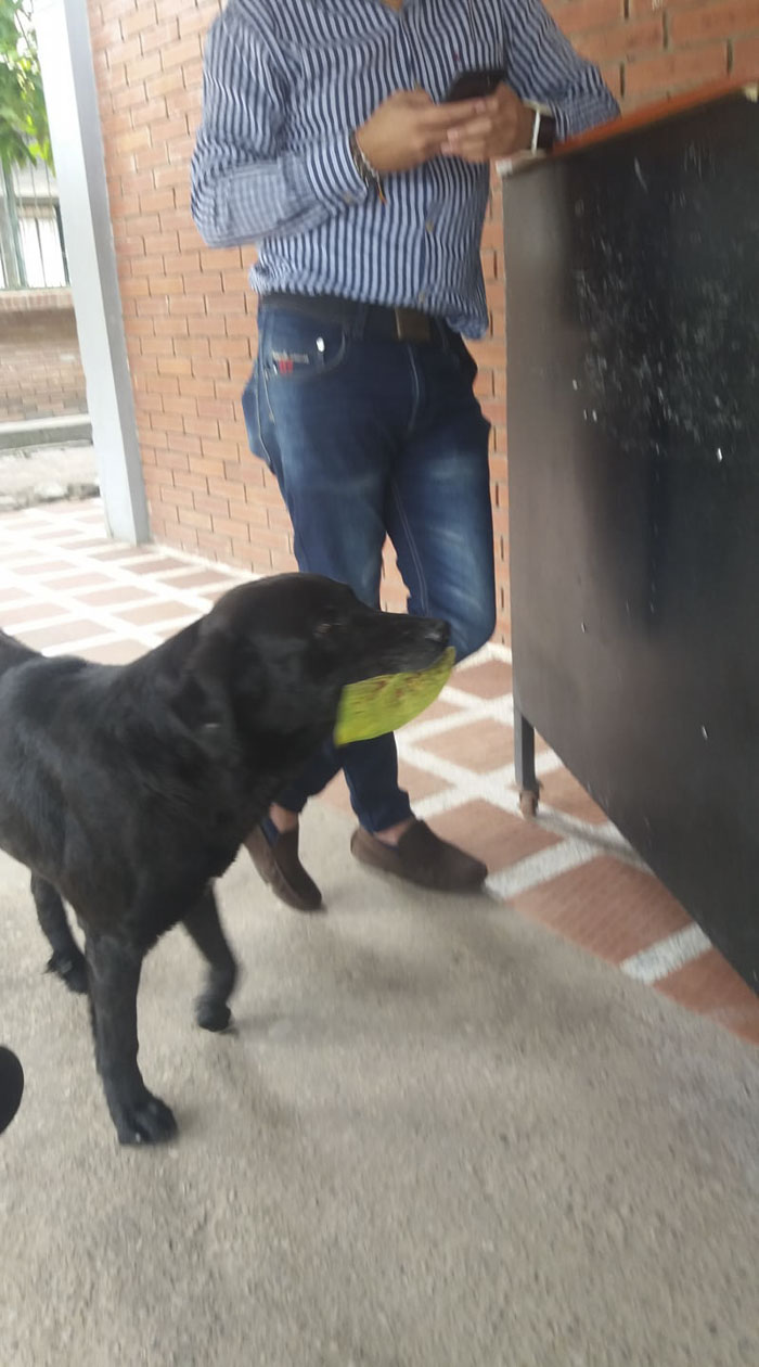 After Seeing Students Use Money To Buy Food, Dog Uses Leaves To Get Some Too