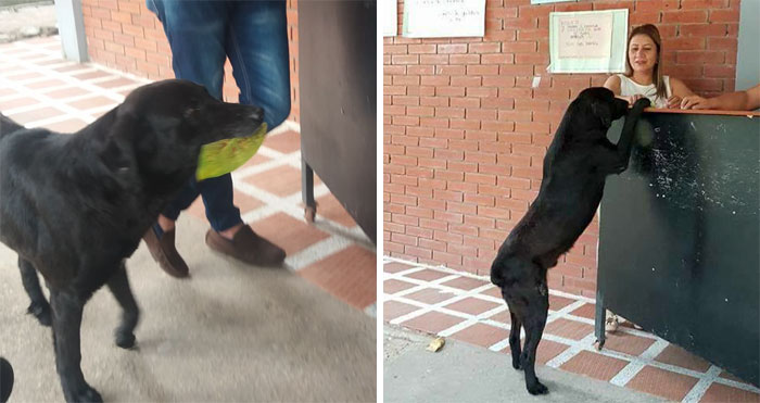 After Seeing Students Use Money To Buy Food, Dog Uses Leaves To Get Some Too