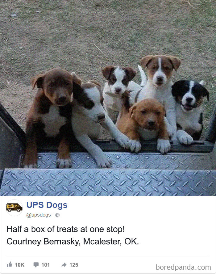 Drivers-Meet-Animals-Ups-Dogs