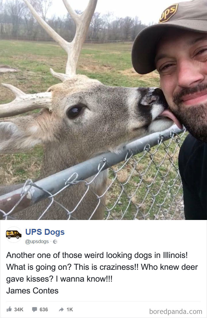 ¡Otro perro de aspecto raro en Illinois! ¿Quién imaginaba que los ciervos daban besos?