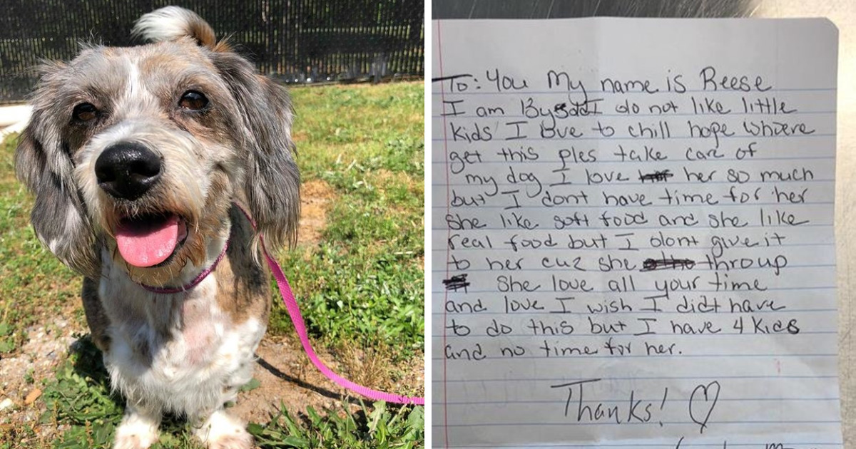 good pets for 13 year olds