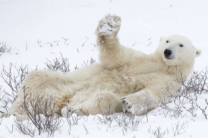 Too Tired To Get Up, But Welcoming All The Same... Churchill, Canada By Simon Gee