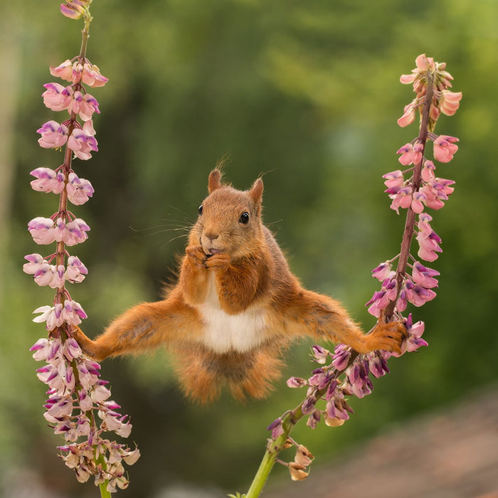 A Wild Red Squirrel In A Split Between Lupines In Bispgarden, Sweden By Geert Weggen