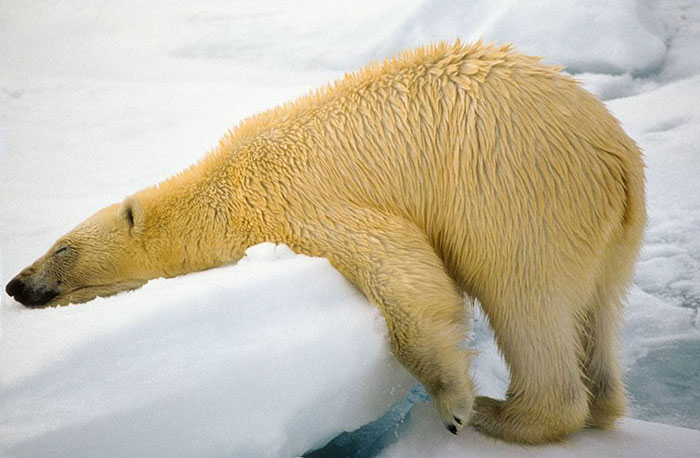 Life Of A Teenage Polar Bear! By Denise Dupras