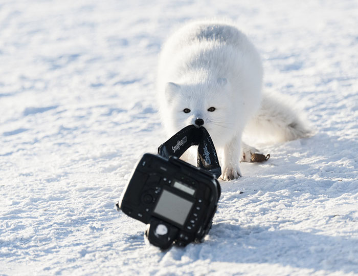 Never, Ever, Ever, Leave Your Camera Unattended (And When An Arctic Fox Is Lurking)... As Specified In Your Insurance Claims Form, Hudson Bay, Canada By Michou Von Beschwitz