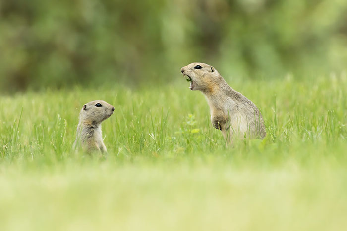 A Mother Ground Squirrel Calls Directly At Her Young Pup In Alberta, Canada By Nick Parayko