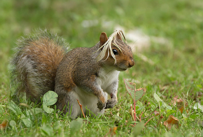 Dressed As A Bird, This Squirrel Could Finally Blend In To The Pigeon Community Unnoticed... Arundel, England By Maria Kula