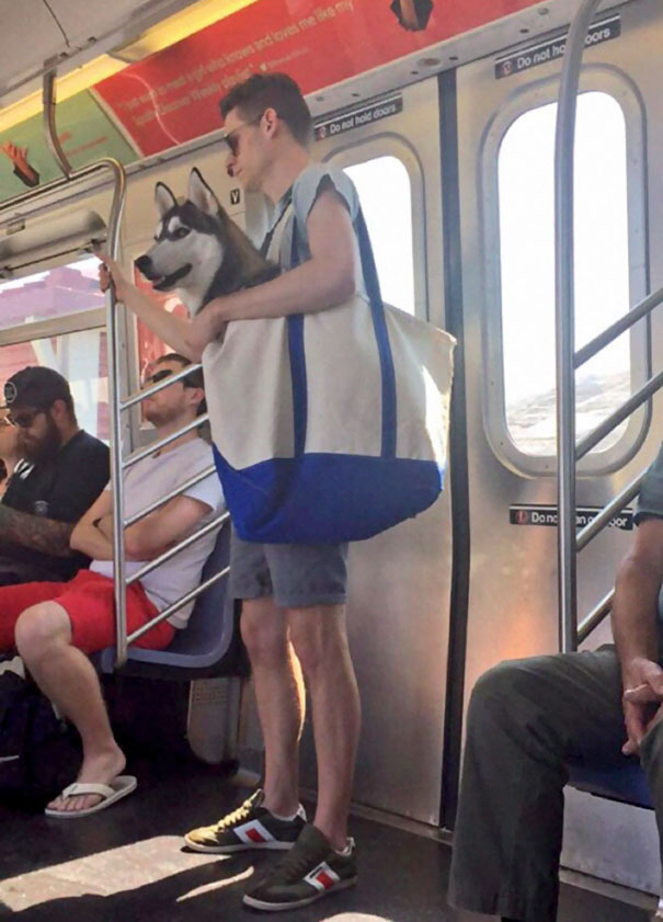 Dogs Are Not Allowed On NYC Subway Unless They’re In A Carrier. So This Happened