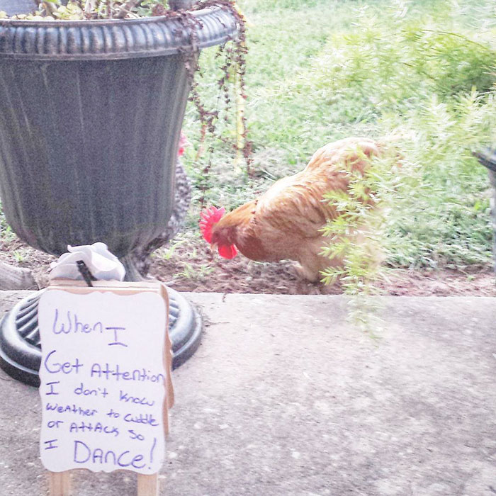 Funny-Chicken-Shaming-Farm-Life