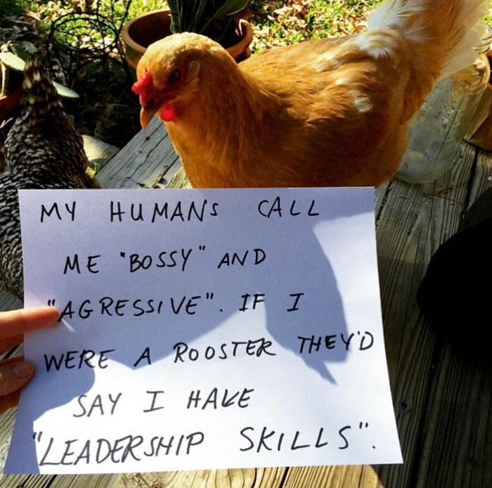 Funny-Chicken-Shaming-Farm-Life