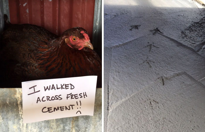 Farmers Are Shaming Their Chickens For Their ‘Crimes’ And It’s Too Entertaining To Read