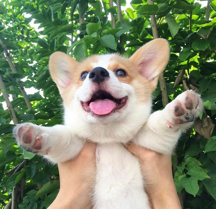 One Happy Puppy
