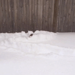 Corgi Snow Plow
