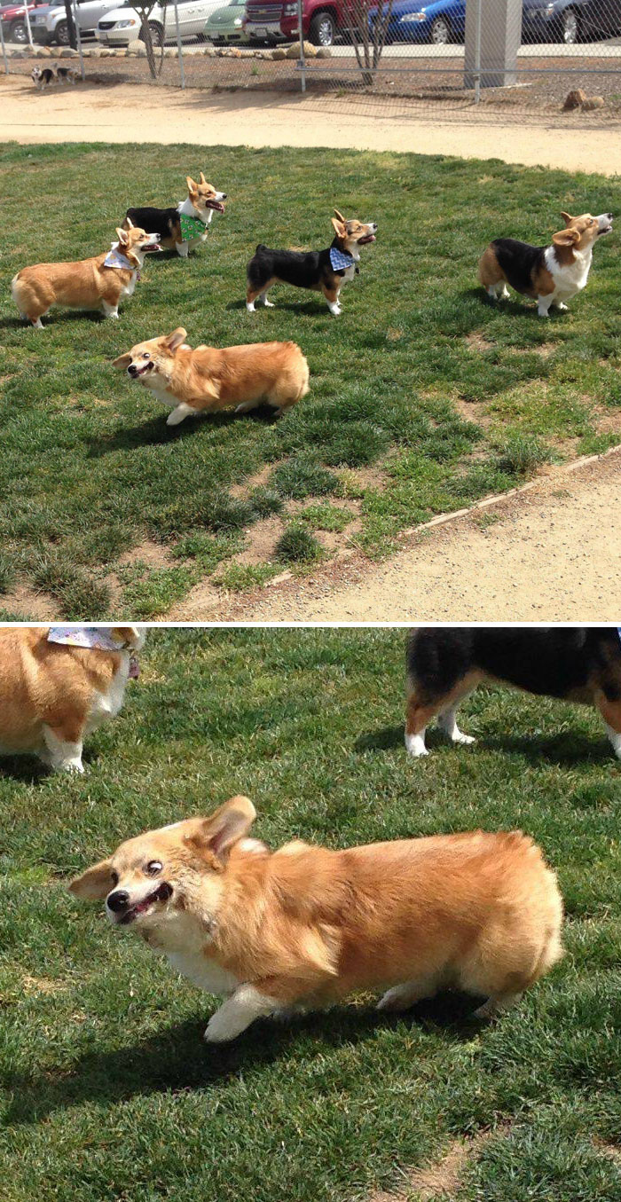 Went To A Corgi Meet Up This Weekend. The Other Corgis Are All Looking At The Ball. My Dog On The Other Hand Is Derping Really Hard