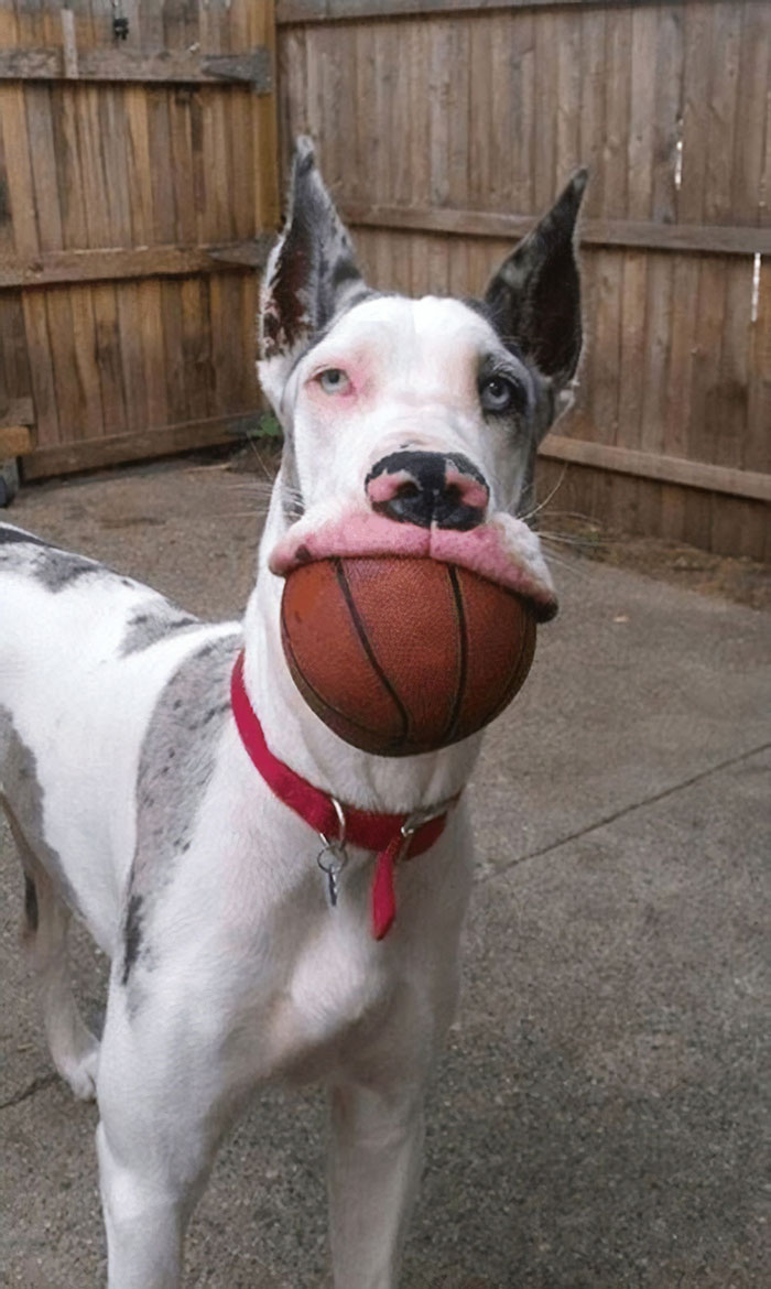 People Are Posting Hilarious Photos Of Their Great Danes And It s 