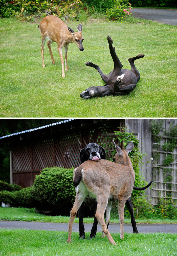 Pippin, A Helpless Baby Fawn Was Abandoned By Her Mother. Great Dane Kate Adopted Pippin Immediately And They Have Been Best Friends Ever Since
