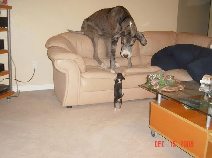 This Is Why I Love Great Danes