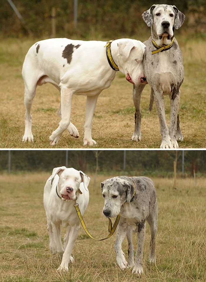 Blind Great Dane Lily Has Her Own Seeing-Eye Dog Maddison Who Takes Her For Walks
