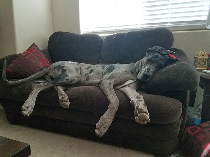 Bigboye Decided This Couch Belongs To Him