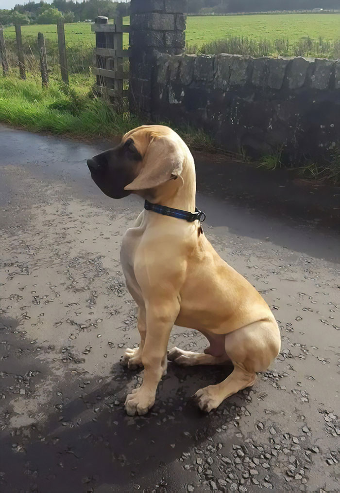 14-Week-Old Great Dane Pup