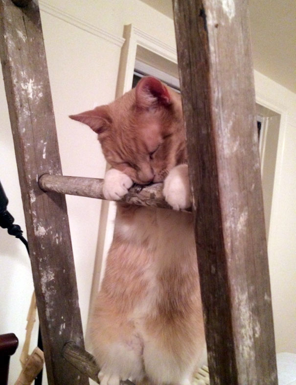 This Is Chai. He Climbs This Ladder Every Night And Then Cries That He Is Stuck