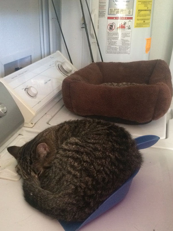 Idiot Finds Dust Pan Better Than The $25 Cat Bed