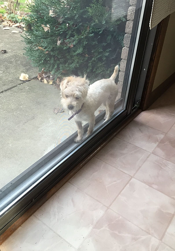 He Got Stuck Between The Screen And The Sliding Door. Silly Puppy