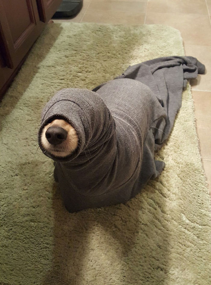 Hay una foca suelta en el baño