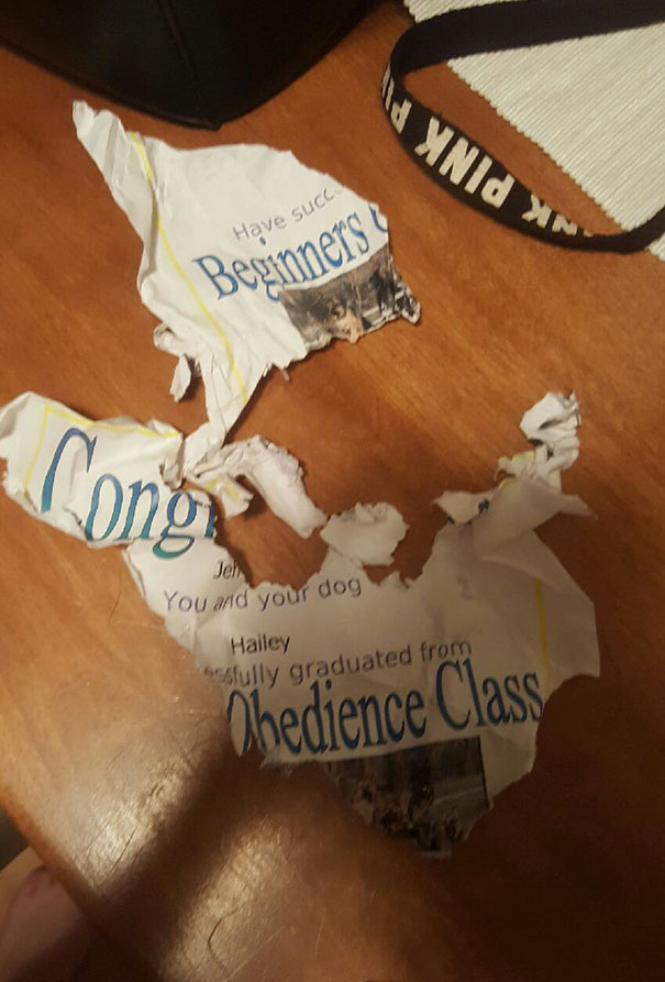 Last Night My Dog Graduated From A Beginner Obedience Class. This Morning We Found Her Certificate Like This