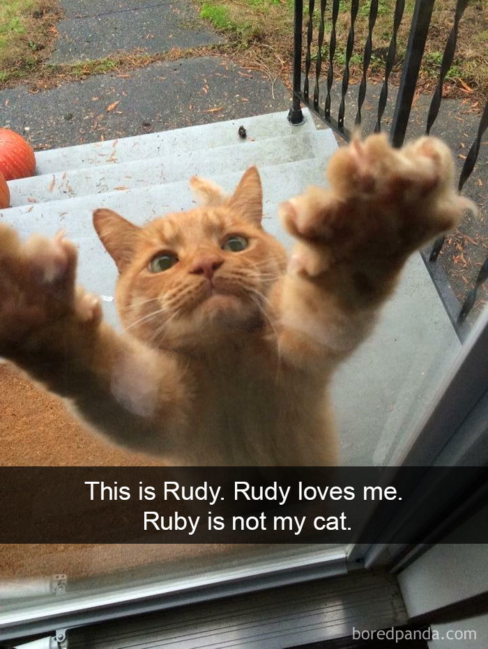 Funny-Pics-Cat-Snapchat