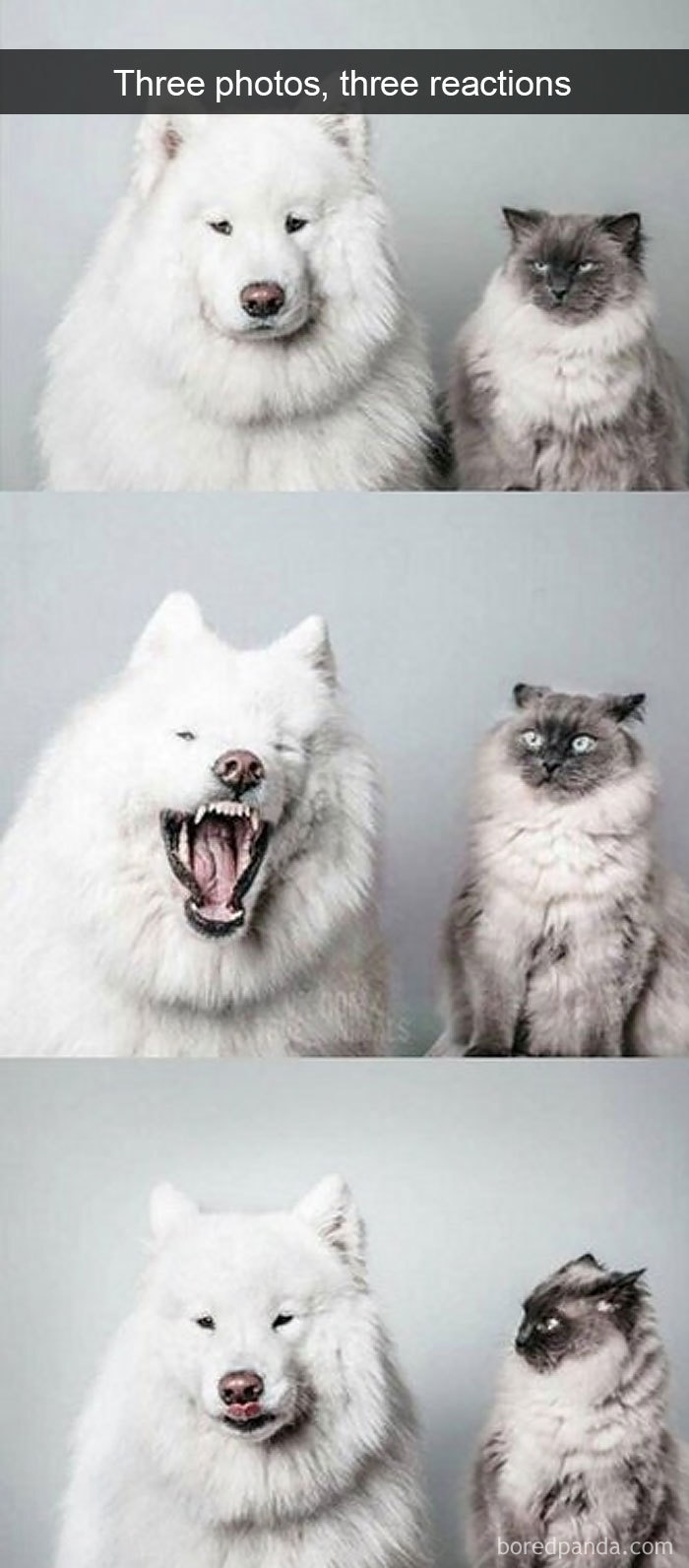 Funny Cat Pics