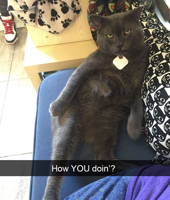 Funny-Pics-Cat-Snapchat