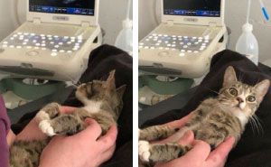 20+ Hilarious Cat Snapchats That Will Leave You With The Biggest Smile (New Pics)