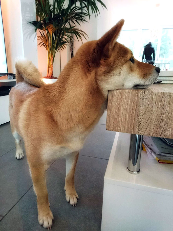 My Friend Rescued A Shiba And She Likes To Rest Her Head On Tables