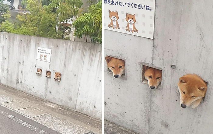 Shiba Sticking Their Heads Out Of The Wall And Waiting To Be Noticed