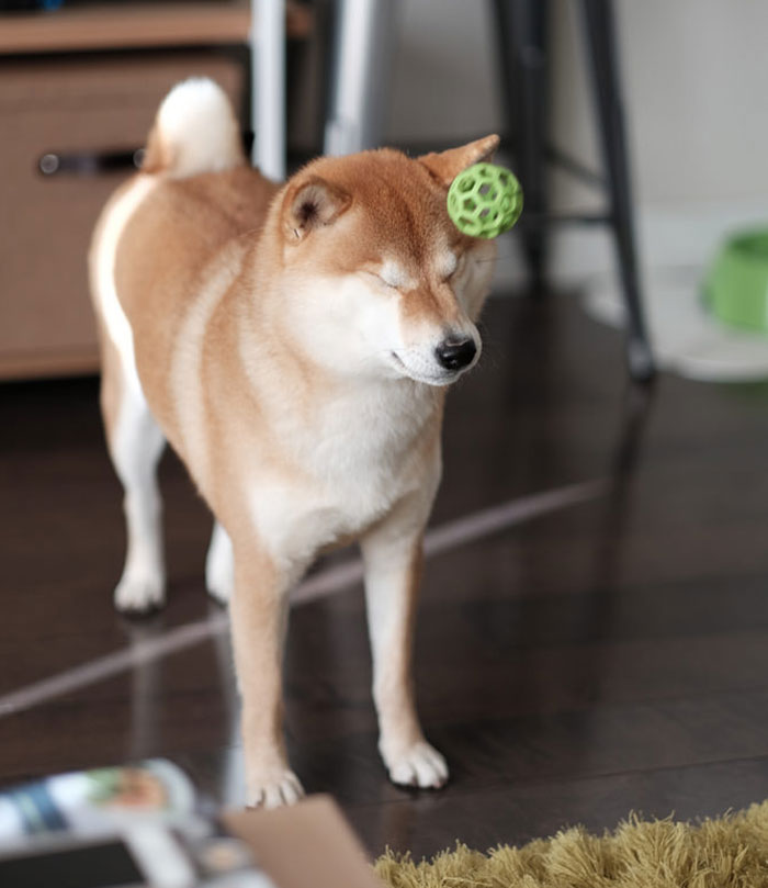 Learning How To Not Catch - The Shiba Way