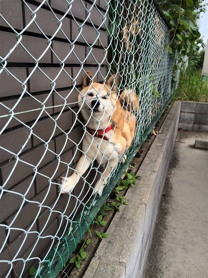 Shiba Found Trapped In A Japanese Suburb