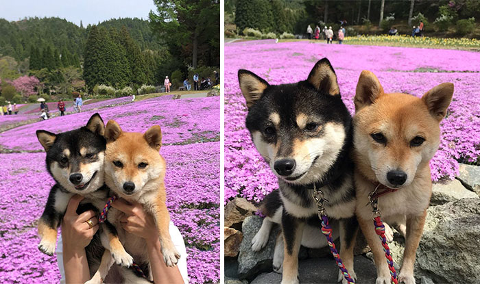 Don't Forget To Water Your Shibes So They Can Blossom